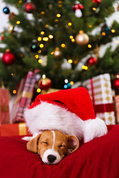 istock Cute domestic pet over festive winter themed background. 1188569681