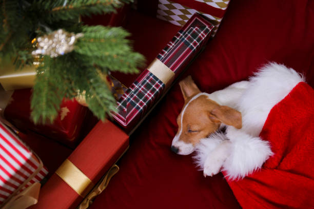 istock Cute domestic pet over festive winter themed background. 1188569686