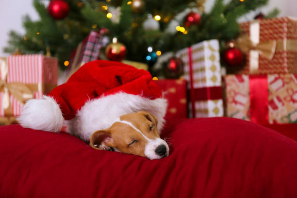 istock Cute domestic pet over festive winter themed background. 1188569687