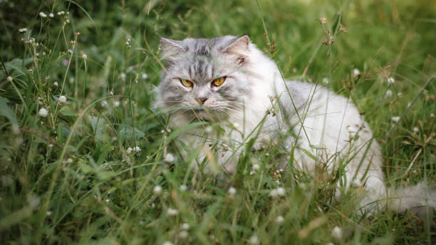 istock The Eyes of Motty 002 1188569823