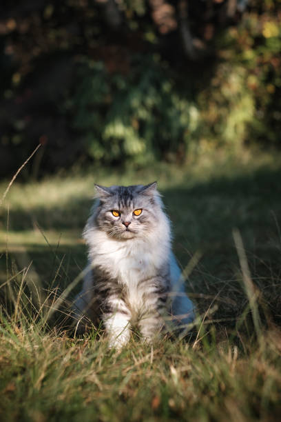istock The Eyes of Motty 008 1188570263