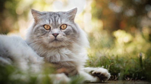 istock The Eyes of Motty 010 1188570870