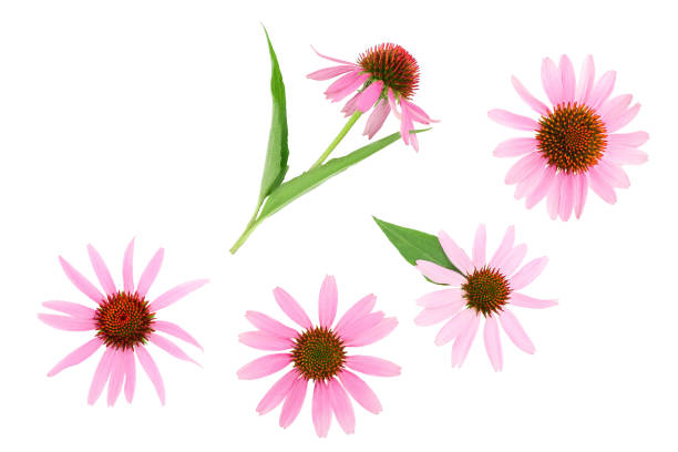 istock Coneflower or Echinacea purpurea isolated on white background, Top view. Flat lay. 1188571987