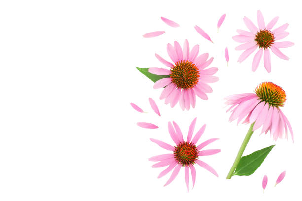 istock Coneflower or Echinacea purpurea isolated on white background with copy space for your text. Top view. Flat lay 1188571988