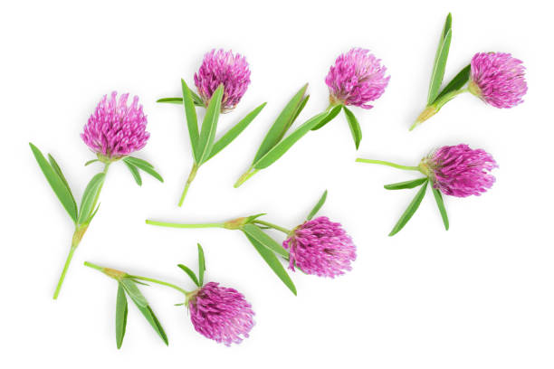 istock Clover or trefoil flower medicinal herbs isolated on white background. Top view. Flat lay 1188571995