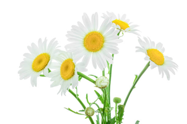 istock one chamomile or daisies with leaves isolated on white background 1188572000