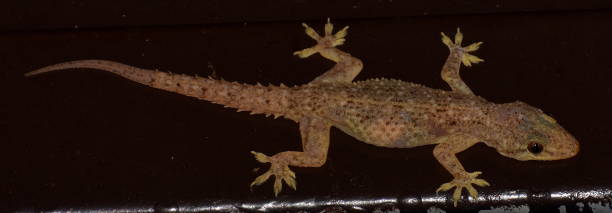 istock Close up of a beautifully patterned gecko 1188574679