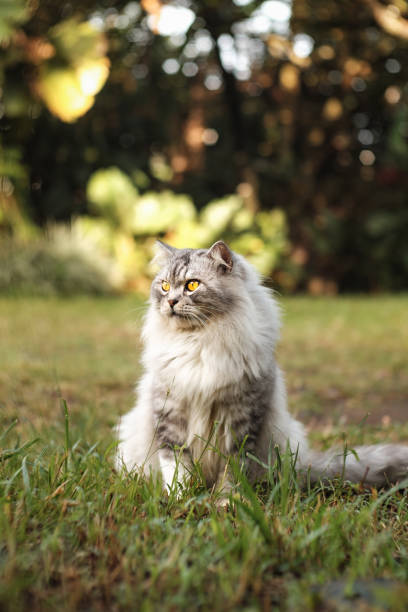 istock The Eyes of Motty 025 1188574775