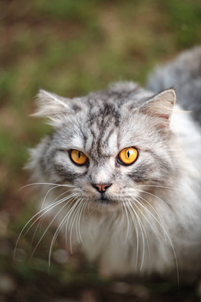 istock The Eyes of Motty 028 1188574919