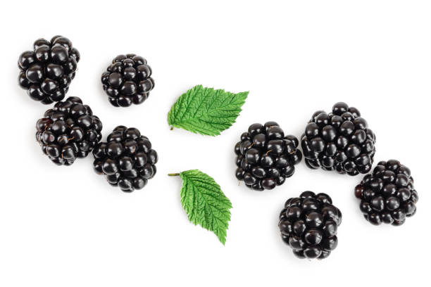 amora-preta com folha isolada em um closeup branco do fundo - blackberry fruit mulberry isolated - fotografias e filmes do acervo