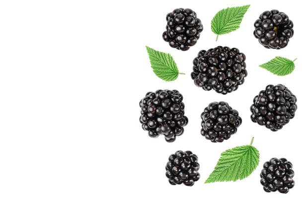 istock blackberry with leaf isolated on a white background. With copy space for your text. Top view. Flat lay 1188576191