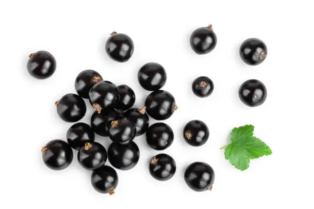 black currant with lef isolated on white background. Top view. Flat lay pattern.