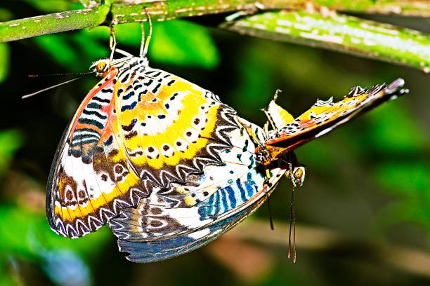 istock Closed up mating butterflies. 1188576361