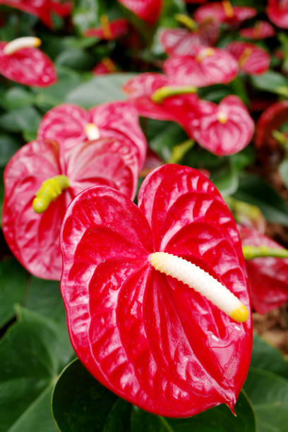 istock Flowering Plant Anthurium 1188577910
