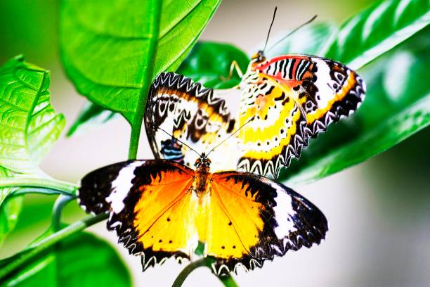 istock Closed up mating butterflies. 1188580956