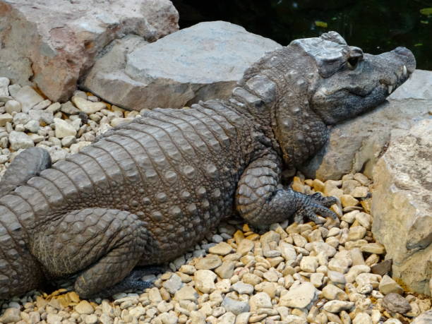 Stock photo showing a Osteolaemus tetraspis (African dwarf crocodile). These carnivorous reptiles are classified as a vulnerable species in their own natural environment by the IUCN, International Union for Conservation of Nature.