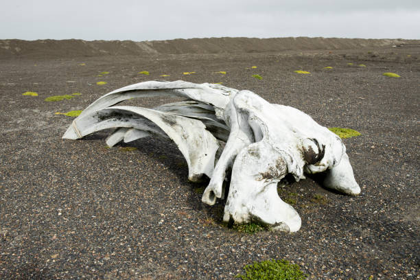 whale bones lies on the beach