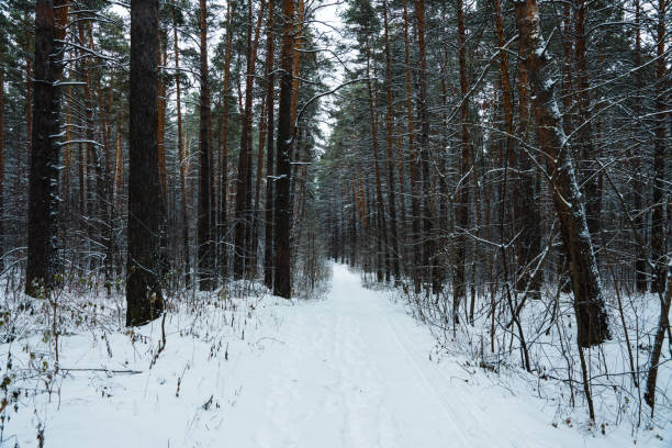 Beautiful winter in pine forest. Winter lanscape with heavy snowfall.