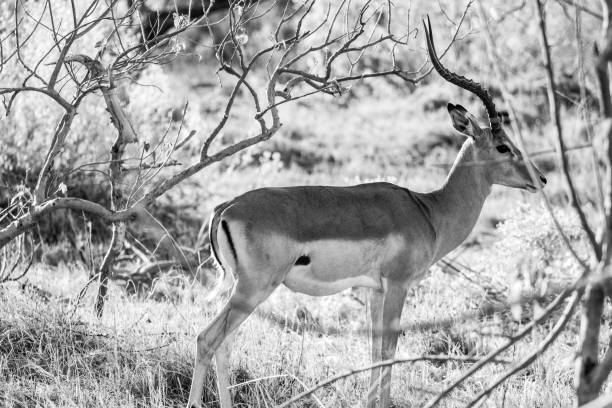 istock Wild Impala antelope in Africa 1188581785