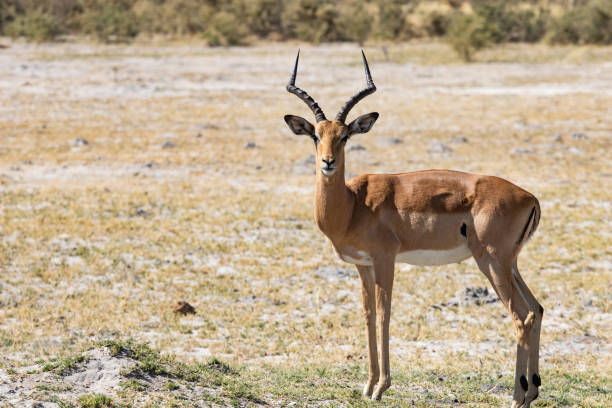 Wild Impala antelope in Africa stock photo
