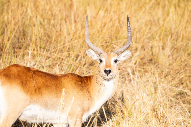 istock Red lechwe (Kobus leche) in savanna Botswana. 1188582106