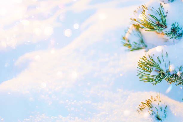 istock Winter sunny snowy texture background with fir tree 1188583152