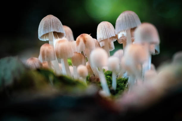 raccolta di funghi bianchi di argilla su un ceppo arboreo - moss fungus macro toadstool foto e immagini stock