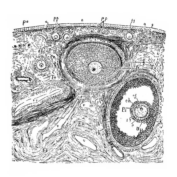Human body anatomy: Cross section of the ovary Illustration of a human body anatomy: Cross section of the ovary diagram of female reproductive system drawings stock illustrations