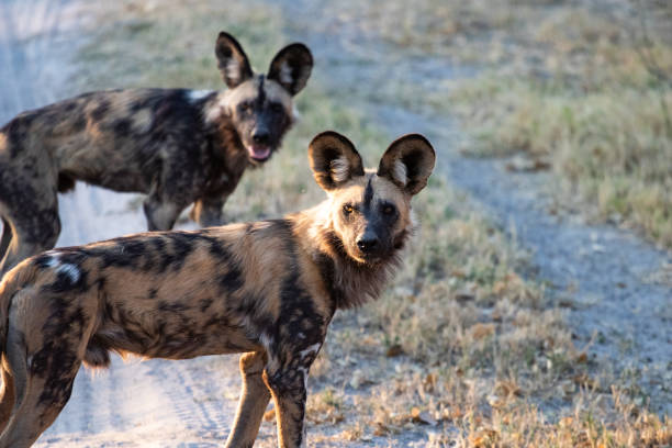 pack of wild dogs hunting in the African bush in the bush. stock photo