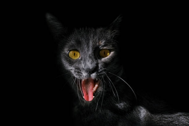 istock Portrait of Kitten 1188587422