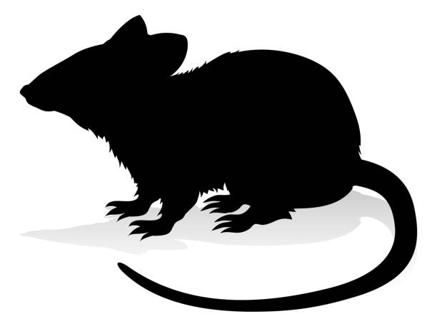 illustrazioni stock, clip art, cartoni animati e icone di tendenza di ratto roditore animale silhouette - ratto