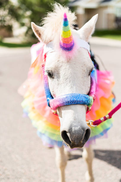 istock A white pony decorated as a unicorn 1188591000