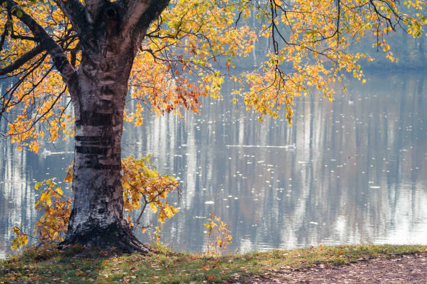 istock birch by the lake in autumn 1188595373