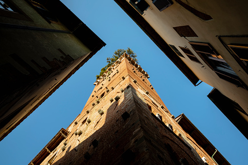 A low-down view shot of the tall buildings in Lucca, Italy. The Torre Gunigi is one of the tallest towers in Luuca and oak trees can be seen growing at the top of the tower.