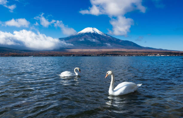 White Swan with Mount Fuji White Swan with Mount Fuji at Yamanaka lake, Yamanashi swan photos stock pictures, royalty-free photos & images