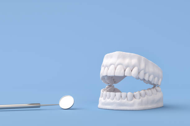 dent avec le miroir dentaire - teeth model photos et images de collection