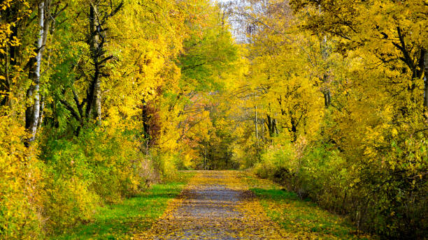 istock colorful autumn forest way 1188600865