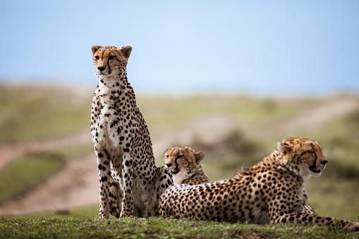 Group of African cheetahs relaxing in grass in the wild. Copy space.