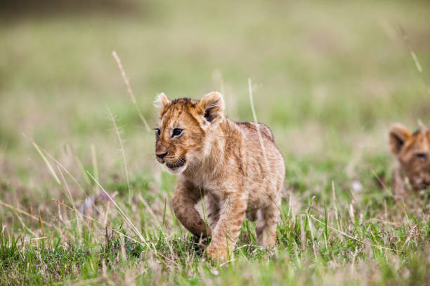 istock Lion cub walking in grass in the wild. 1188603941