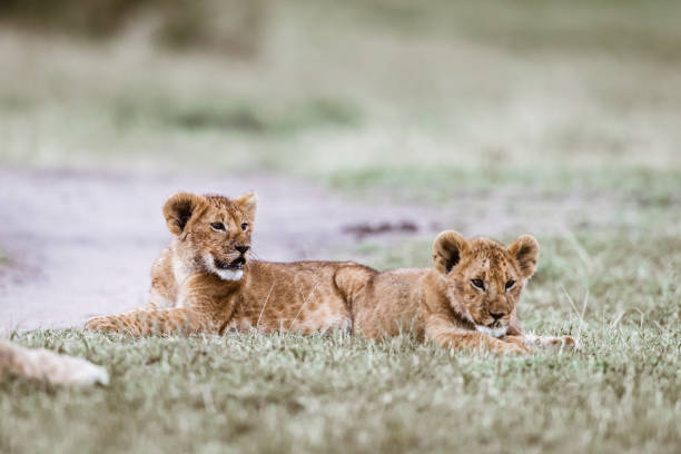 istock Lion cubs relaxing in the wild. 1188604927
