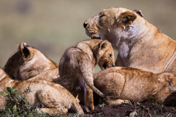 istock Lion cubs with lioness in the wild. 1188605260