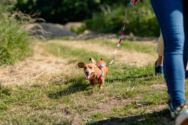 istock The Happiest Dachshund 1188605462