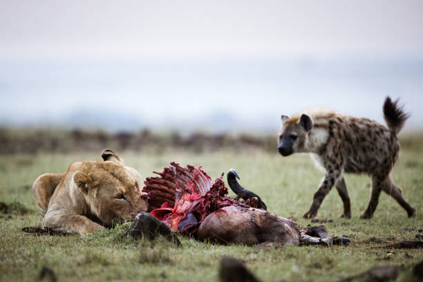 istock Lioness eating their pray around hungry hyenas. 1188606346