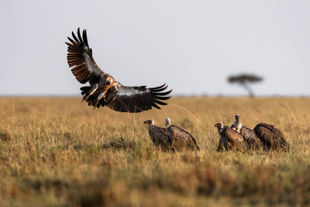 istock Large group of Eurasian griffon vultures in nature. 1188606769