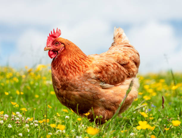 Hen portrait in spring A side view of a free-range hen, standing in a meadow of grass, clover and buttercups in Scotland. rhode island red chicken stock pictures, royalty-free photos & images