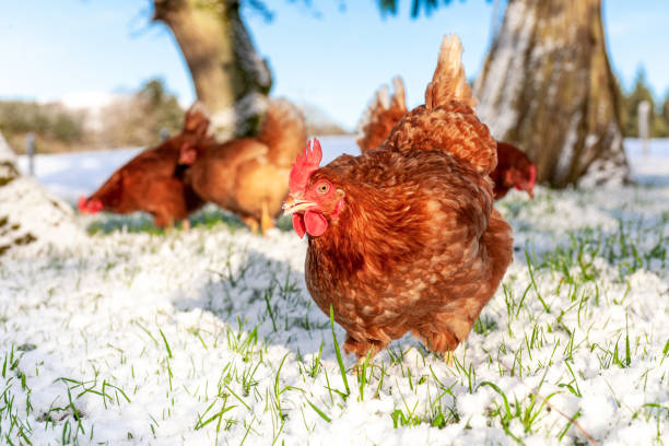 hühner im freien im schnee - rhode island red huhn stock-fotos und bilder