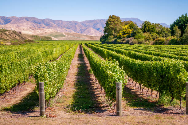 weinbereitung in der neuseeländischen region marlborough - blenheim stock-fotos und bilder