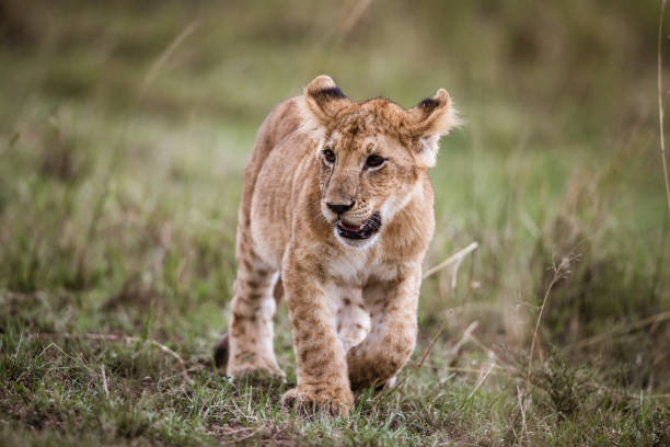 istock Cute lion cub walking in grass in the wild. 1188607897