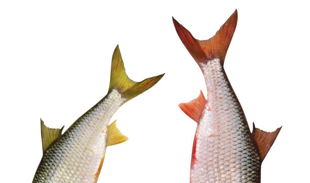 tail of a fish on white
