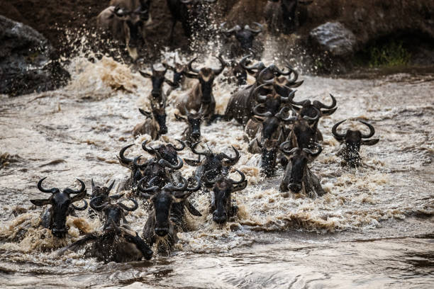 istock Herd of wildebeest migrating across Mara river. 1188608264